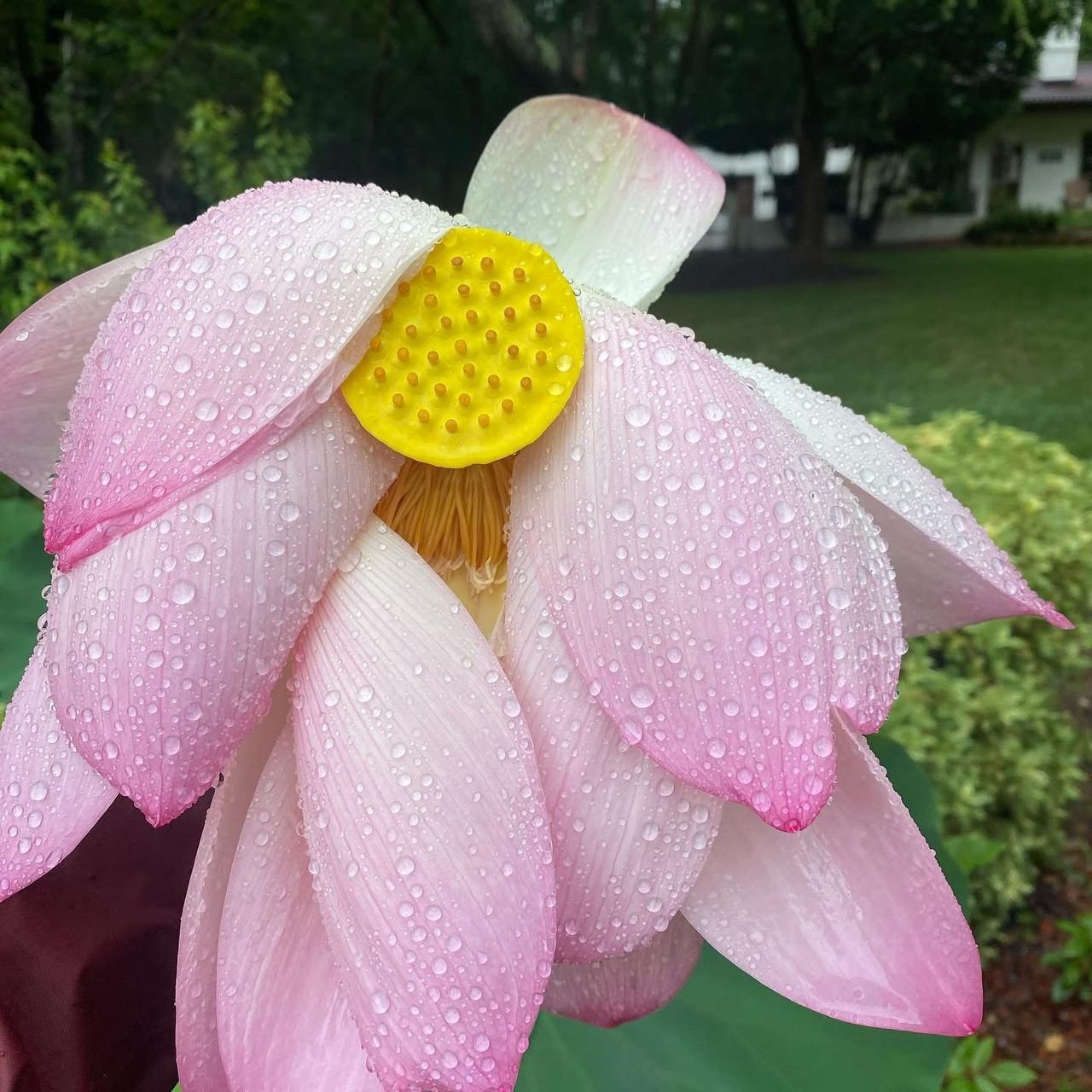 Home whatsapp image 2026 03 11 at 8.00.52 am